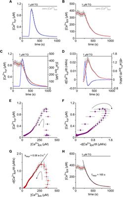 Kinetics of the thapsigargin-induced Ca2+ mobilisation: A quantitative analysis in the HEK-293 cell line